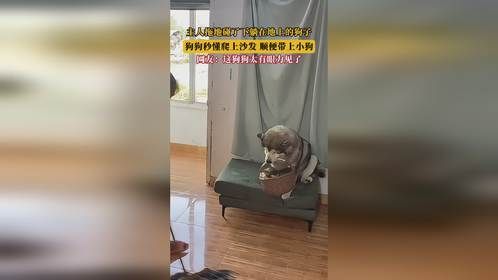 主人拖地碰了下躺在地上的狗子，狗狗秒懂爬上沙发，顺便带上小狗。网友：这狗狗太有眼力见了