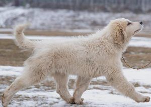 大白熊犬