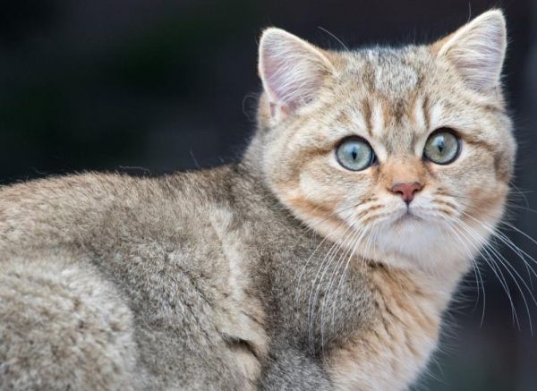 宠物猫