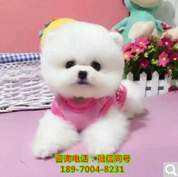 丽水哪里有狗场，哪里有店、家庭犬