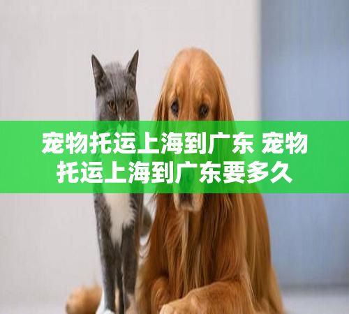 宠物托运上海到广东 宠物托运上海到广东要多久