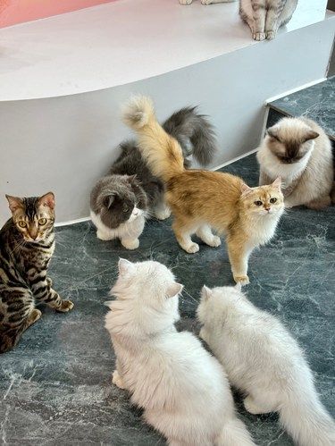 被可爱晕了！爱猫人的天堂…