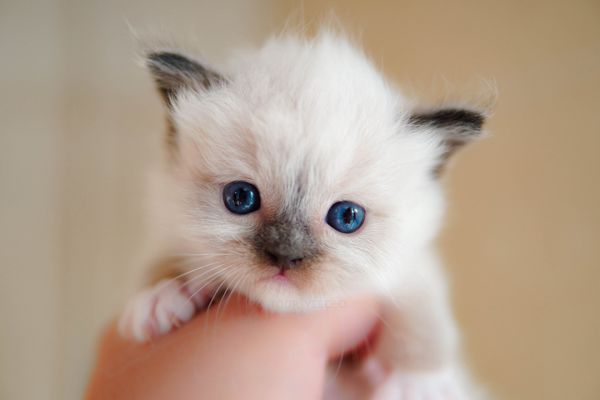 如何饲养猫咪？这些误区要尽量避免