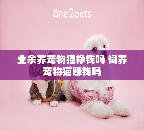 业余养宠物猫挣钱吗 饲养宠物猫赚钱吗