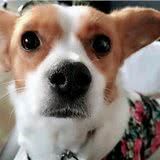 土狗和宠物狗区别到底在哪?为“如意”生活点赞