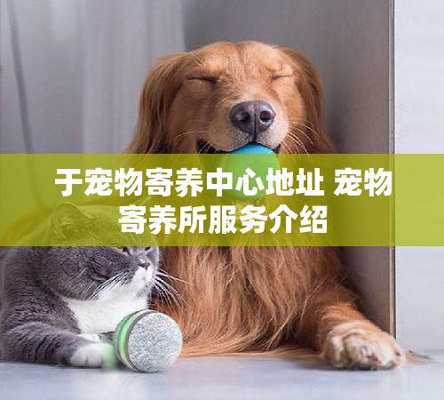 于宠物寄养中心地址 宠物寄养所服务介绍
