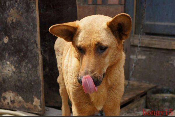 十大便宜好养的中型犬（中型犬适合家养的狗图片）(图4)