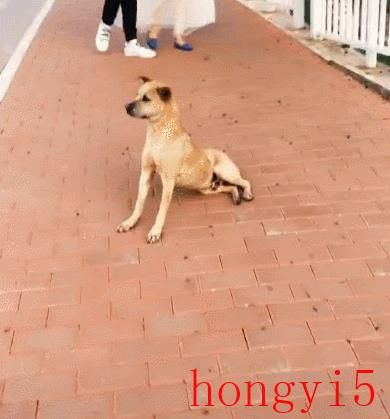 十大便宜好养的中型犬（中型犬适合家养的狗图片）(图3)