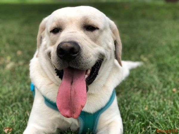 十大便宜好养的中型犬（中型犬适合家养的狗图片）(图6)