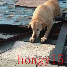十大便宜好养的中型犬（中型犬适合家养的狗图片）(图5)