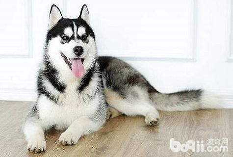 中型犬大全