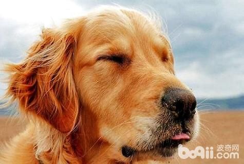 中型犬大全
