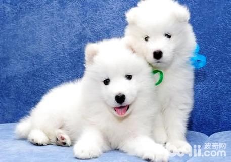 中型犬大全