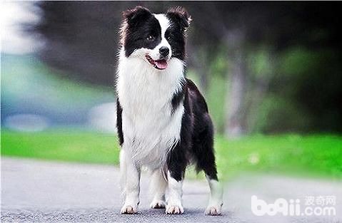 中型犬大全