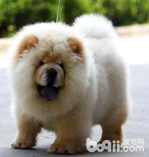 中型犬大全