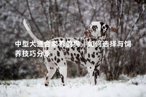 中型犬适合家养的狗，如何选择与饲养技巧分享