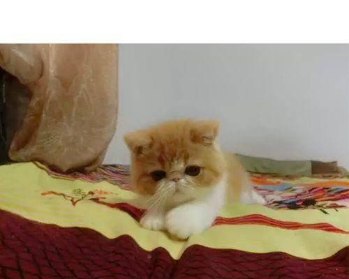 小猫生命垂危，如何看出征兆（宠物的身体语言与行为变化是察觉征兆的关键）