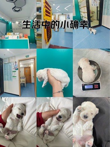 种草博特宠物医院，关爱生命