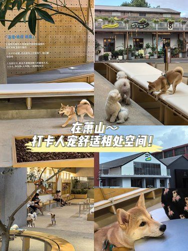 在萧山，给小狗找到一家可以自由奔跑的乐园
