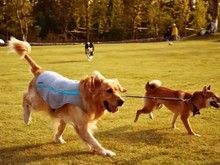 钱塘宠物训练 训犬免费接送上门 较好的宠物训练学校