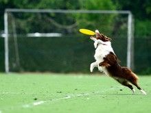 滨江宠物狗狗行为训练 附近训犬基地-欢迎来电