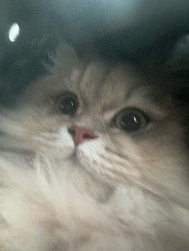 宠物洗澡记