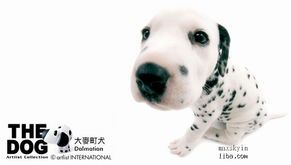 大麦町犬的养育秘籍:高智商宠物的日常挑战与乐趣