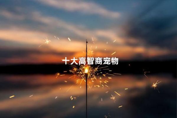 十大高智商宠物