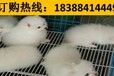 云南玉溪易门狗市场出售赛级杜高犬