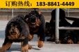 云南大理云龙哪些地方在卖高品质马犬