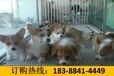 云南普洱镇沅哪里有卖高品质古代牧羊犬