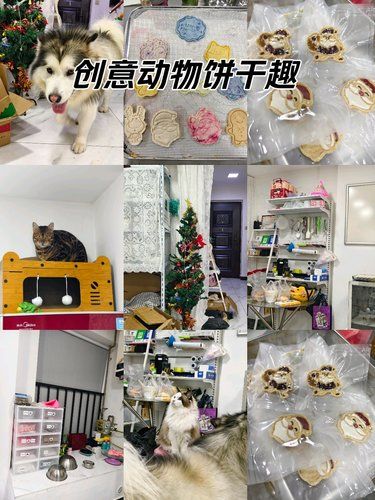 宠物健康小点心~