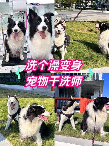 无意中发现的一家宝藏宠物店
