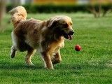 松江专业训犬 纠正狗的坏毛病-专业教练
