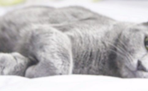 梦见小猫什么意思