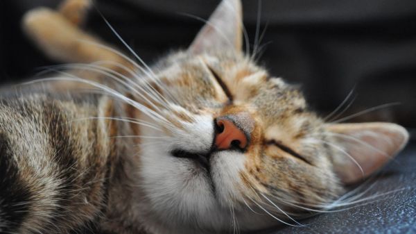 刚刚做梦的宠物猫图片