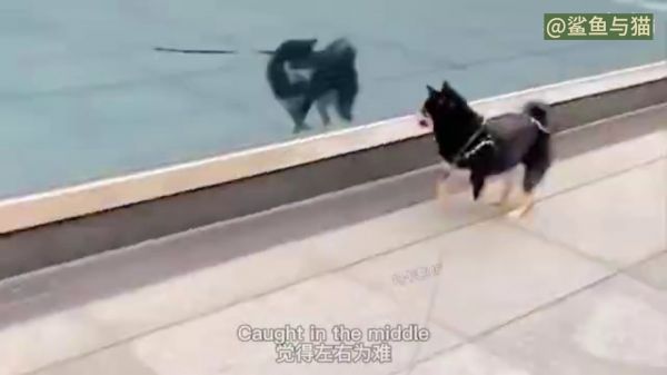 狗狗的快乐其实很简单！