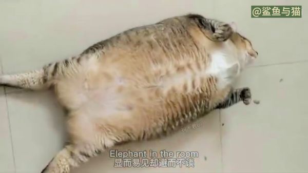 猫：我吃饱了！奶奶：不，你没有！