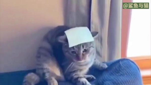 猫猫封印术！三二一，木头人！