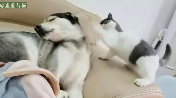 狗生艰难！这狗我是一天也不想当了！