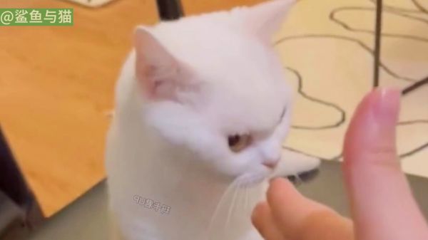 猫：我真是无语了！这辈子都没这么无语过！