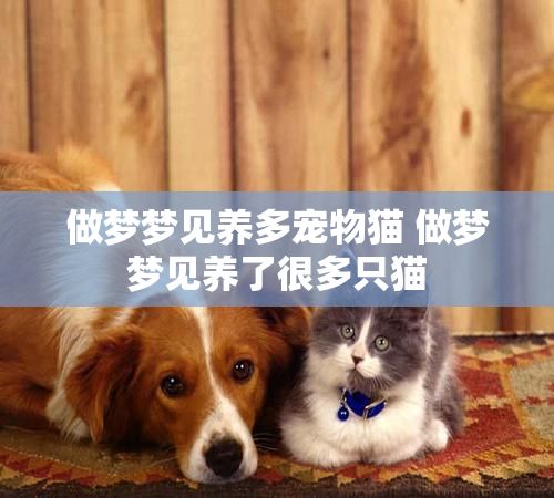做梦梦见养多宠物猫 做梦梦见养了很多只猫