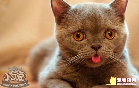 猫咪交配成功什么症状 你知道如何判断猫怀孕吗插图