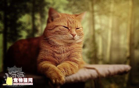 猫咪交配成功什么症状 你知道如何判断猫怀孕吗插图(1)