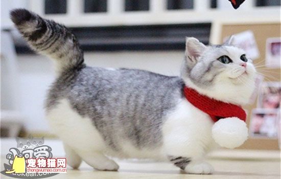 猫咪交配成功什么症状 你知道如何判断猫怀孕吗插图(2)