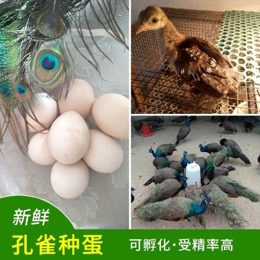 孔雀蛋授精种蛋食用蛋