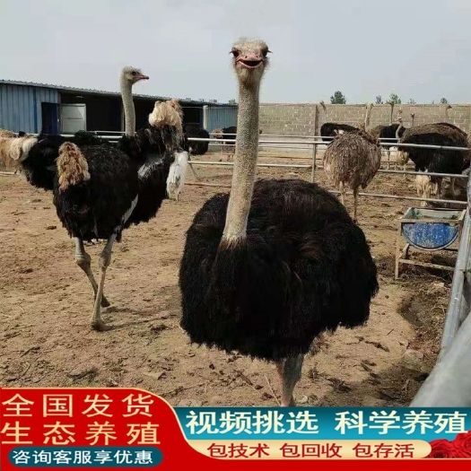 非洲鸵鸟苗活脱温幼苗活体一对小幼崽澳洲成年大驼鸟幼仔幼鸟活