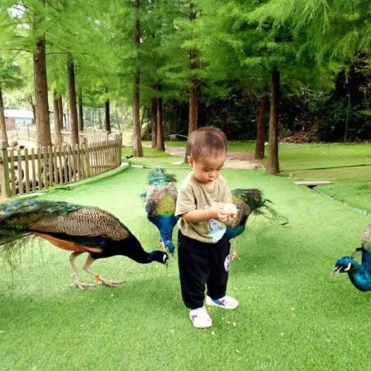 孔雀苗成年孔雀现货出售