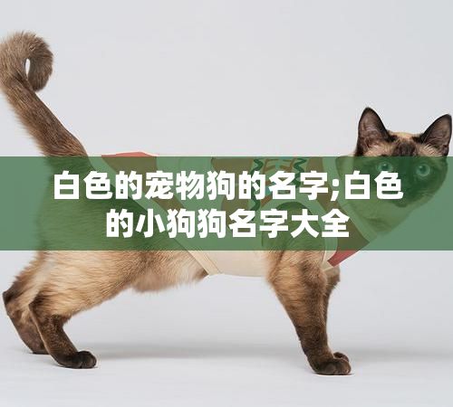 白色的宠物狗的名字;白色的小狗狗名字大全