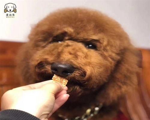 白泰迪和黑泰迪的奇妙配对（探索宠物狗之间的色彩遗传和性格差异）